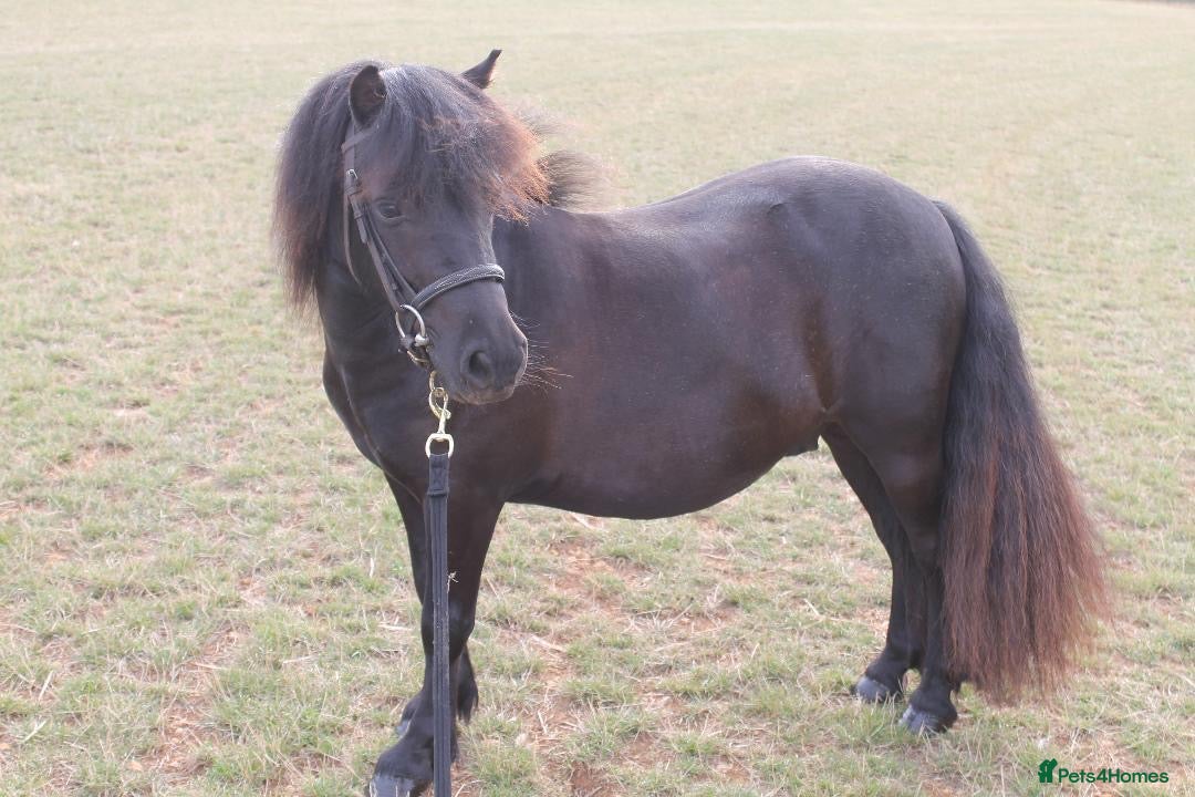 Shetland pony horses for sale: Billy -  black 3yo Shetland pony gelding. - Image 1