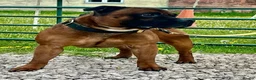 Staffordshire Bull Terrier dogs for sale: Red and brindle Stafford puppies available ❤️🐾 - Advert 7