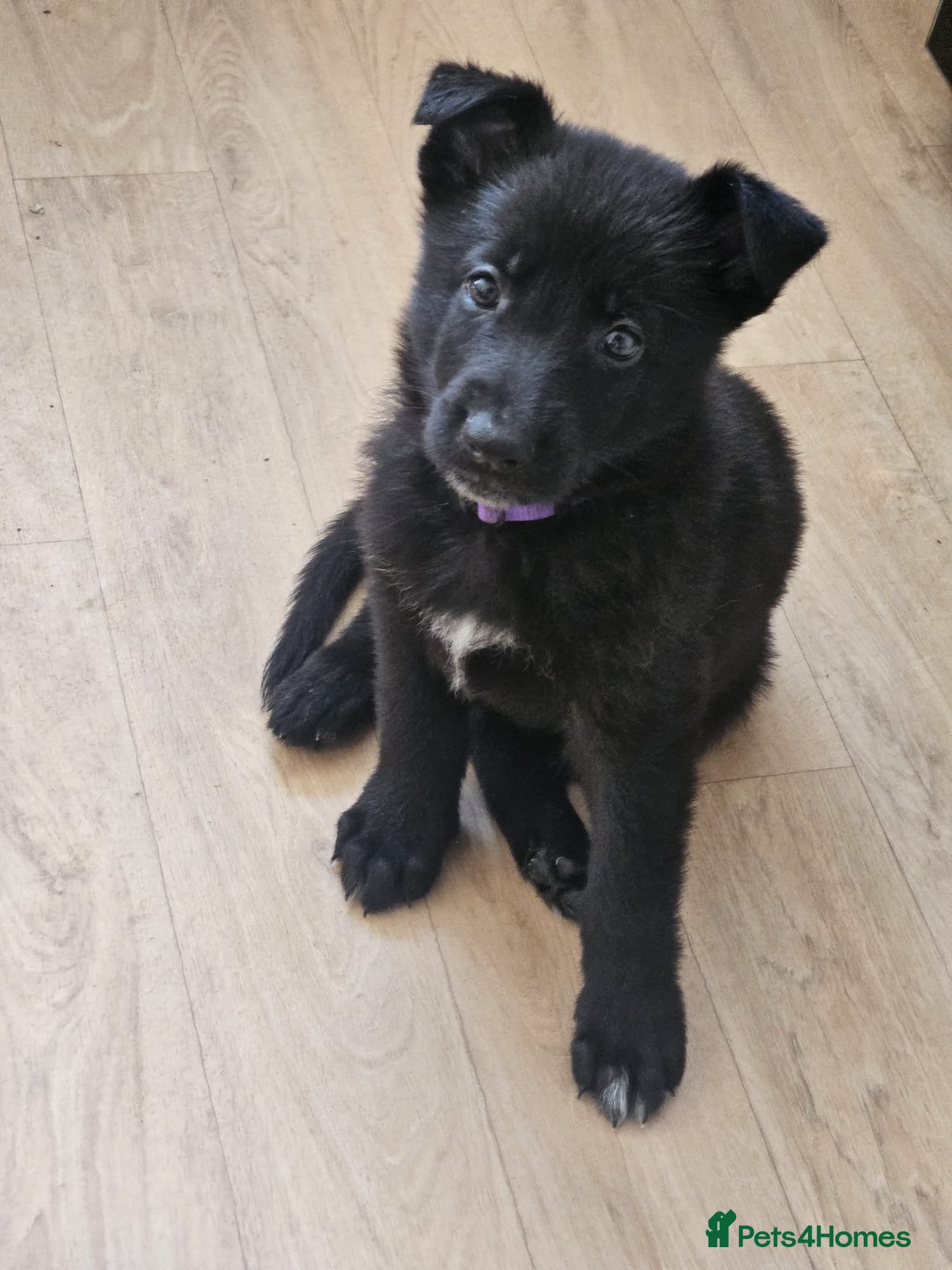 German Shepherd dogs  1 GIRL LEFT black & white german shepherd puppies - Advert 2