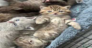 British Shorthair cats - Advert 15