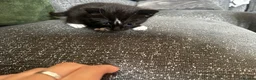 Mixed Breed cats for sale: 3 male kittens for sale  - Advert 20