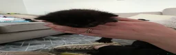 Mixed Breed cats for sale: 3 kittens  - Advert 4