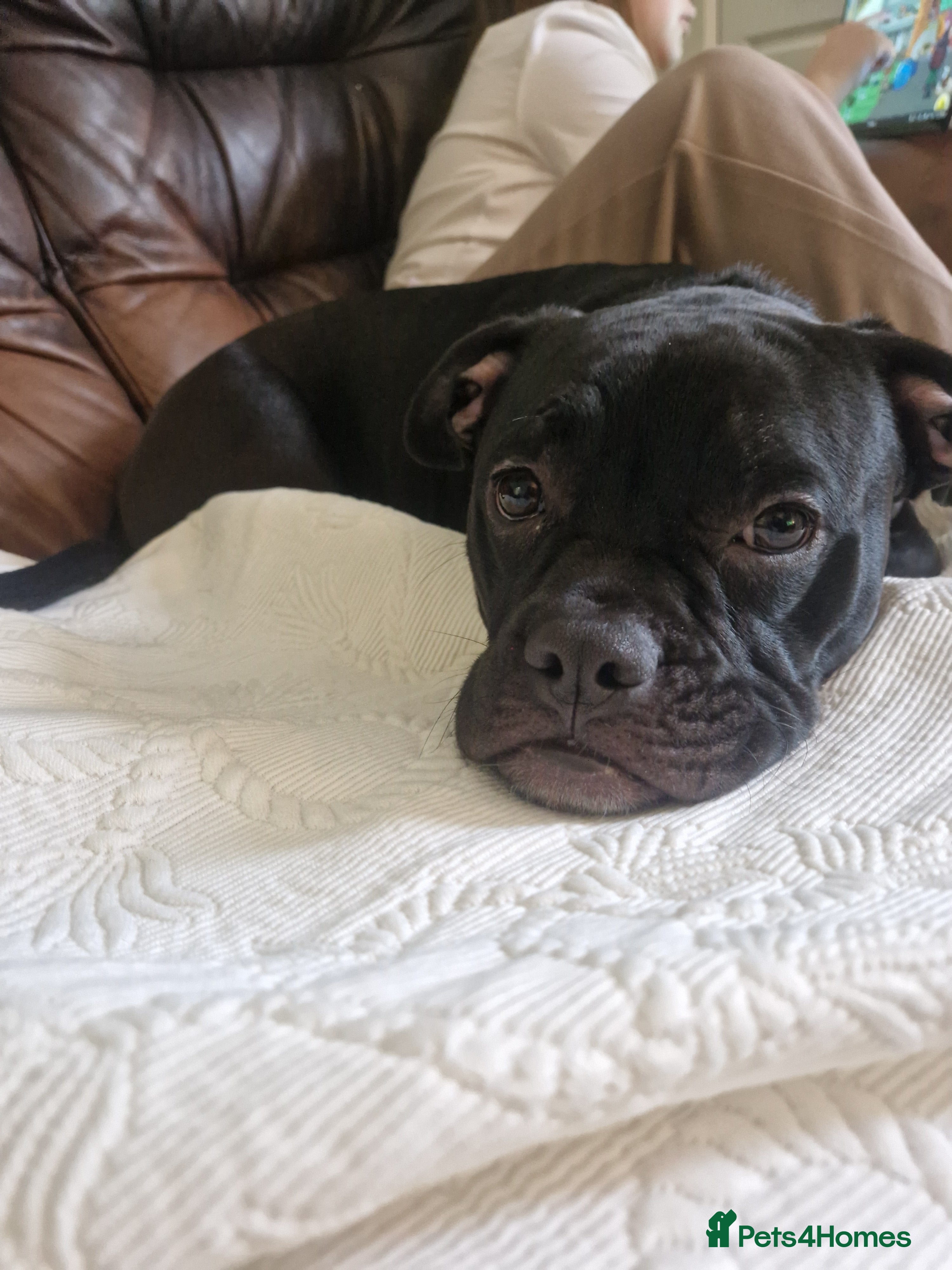 Mixed Breed dogs Mickey - Advert 5