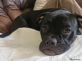 Mixed Breed dogs Mickey - Advert 5