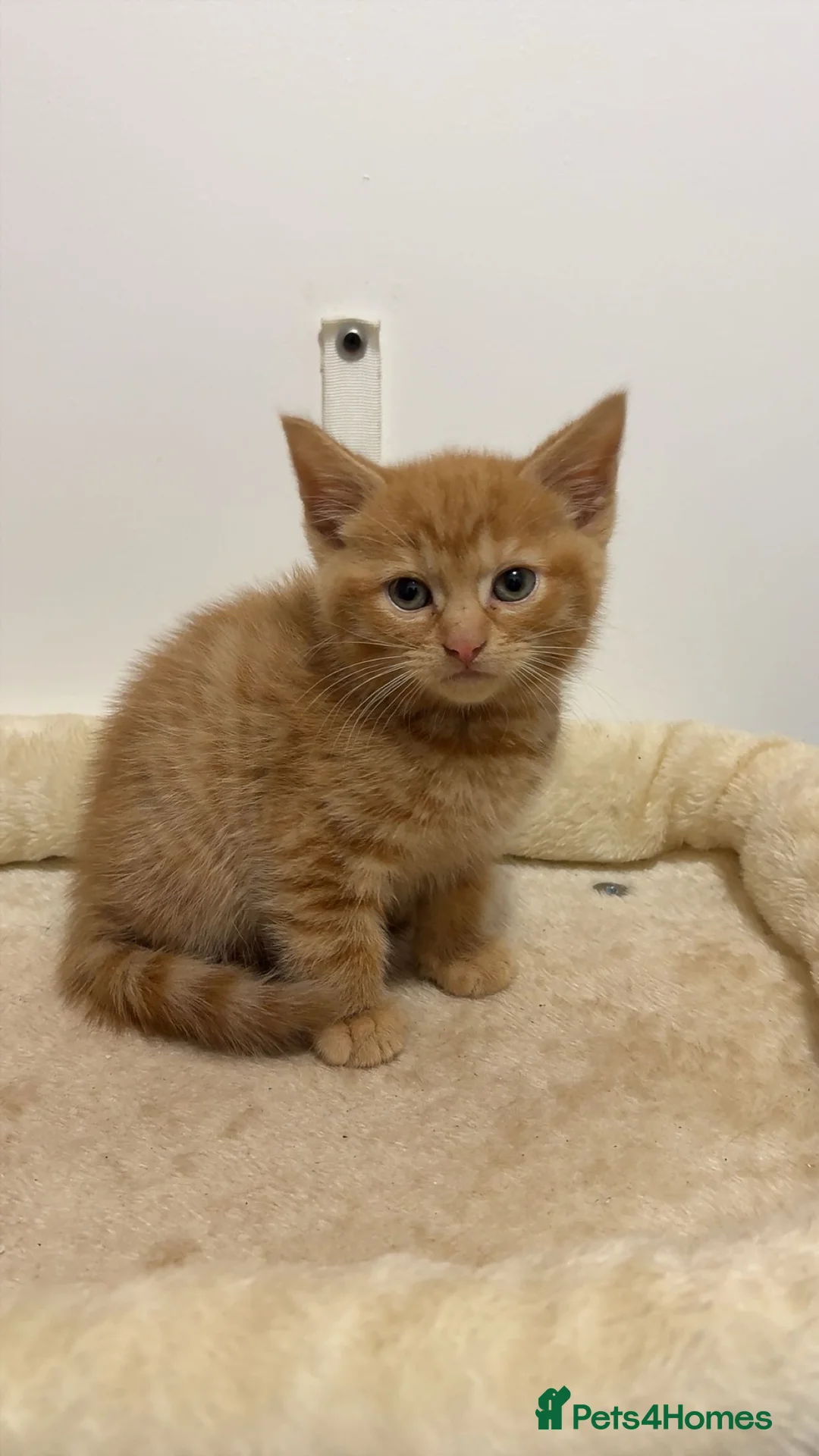 Mixed Breed cats for sale: X5 Ginger Kittens - Ready to leave! - Advert 19
