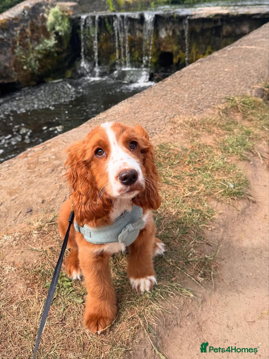 Cockapoo dogs Beautiful Cockapoo Puppy Mia - Advert 4