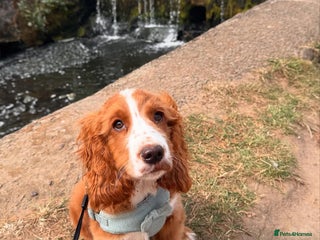 Cockapoo dogs Beautiful Cockapoo Puppy Mia - Advert 8