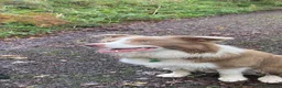 Border Collie dogs for stud: Lilac and White Border Collie for stud - Advert 7