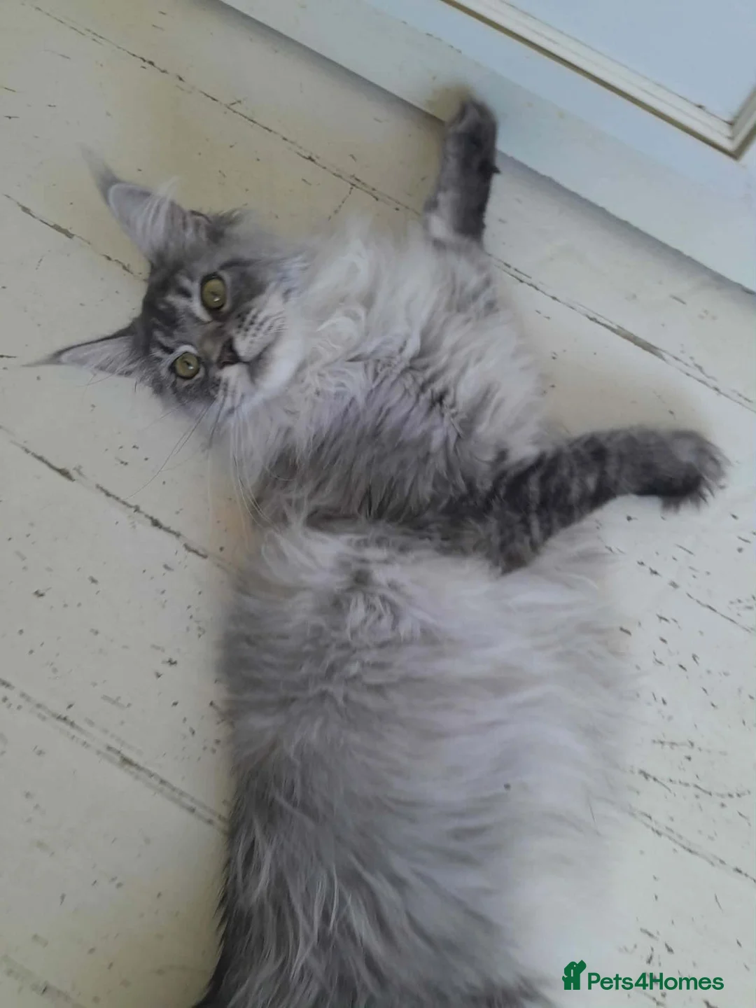 Maine Coon cats for sale: black silver ticked ns 25 polydactyl girl - Advert 16