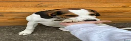 Beagle dogs for sale: Beagle Puppy Looking for Loving Home in Livingston - Advert 3