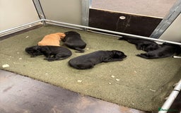 Labrador Retriever dogs for sale: Gorgeous Working Labrador Pups AVAILABLE NOW! - Image 6