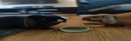 Dwarf Lop rabbits for sale: Male and female bonded rabbits - Advert 2