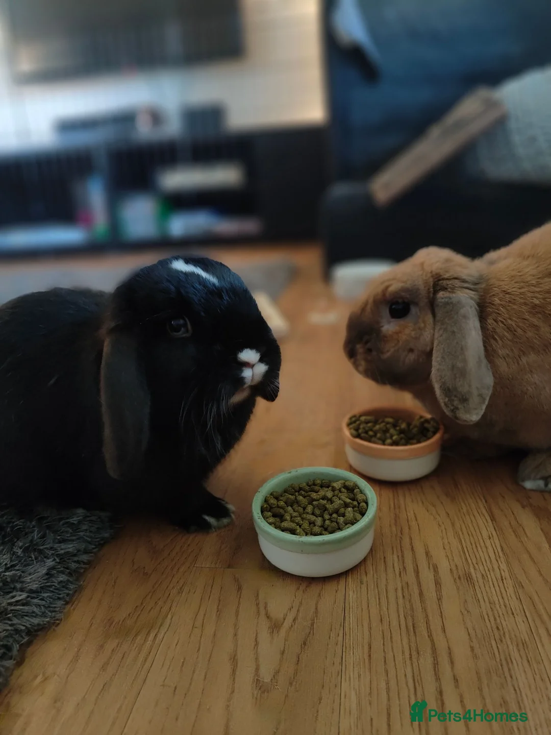 Dwarf Lop rabbits for sale: Male and female bonded rabbits - Advert 2