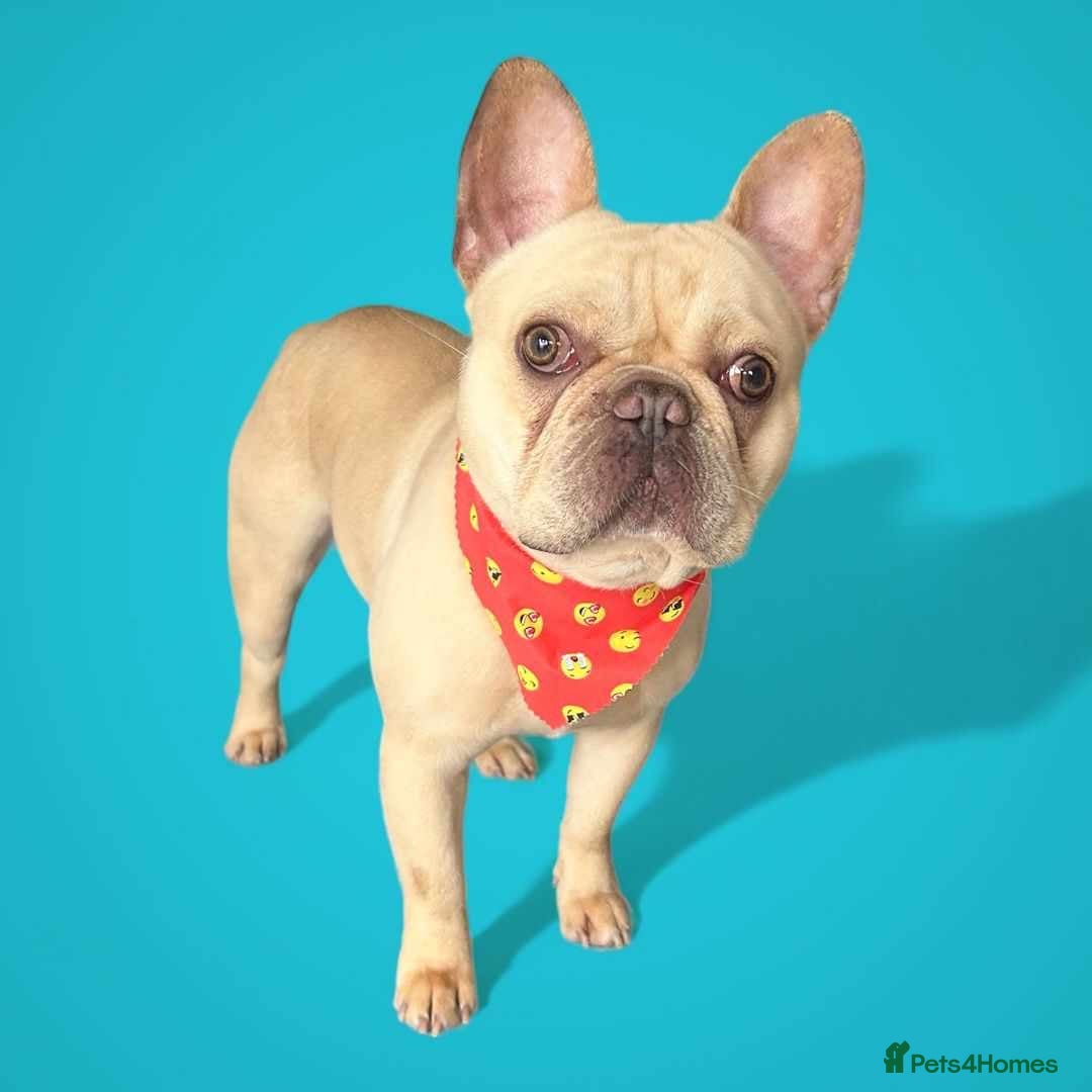 French Bulldog dogs Ronnie Frenchie  - Advert 5