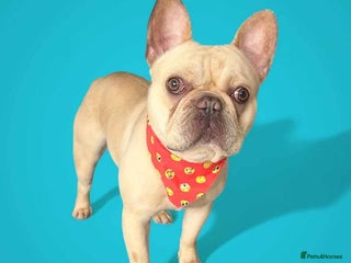 French Bulldog dogs Ronnie Frenchie - Advert 1