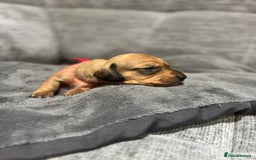 Miniature Dachshund dogs for sale: Beautiful Miniature Dachshund Puppies - Image 21