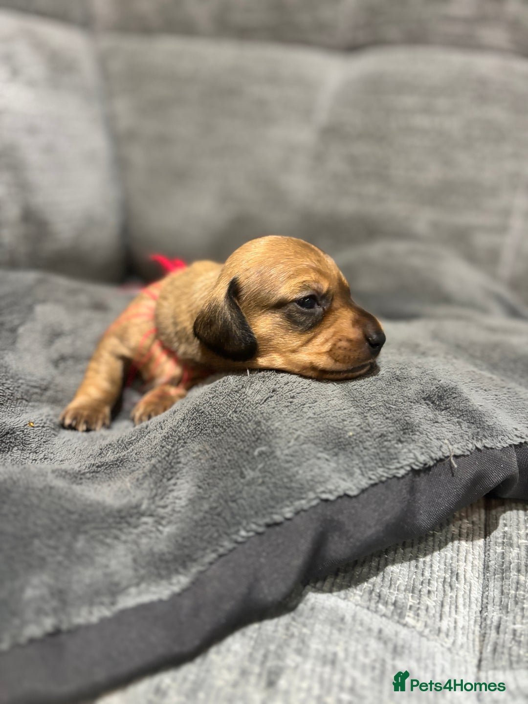 Miniature Dachshund dogs for sale: Beautiful Miniature Dachshund Puppies - Image 21