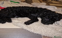 Cockapoo dogs for sale: F2 cockapoo puppies - Image 20