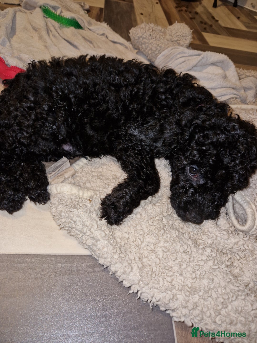 Cockapoo dogs for sale: F2 cockapoo puppies - Image 20