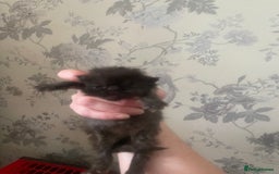 Persian cats for sale: Gorgeous Black Persian Kittens – GCCF Registered  - Image 8