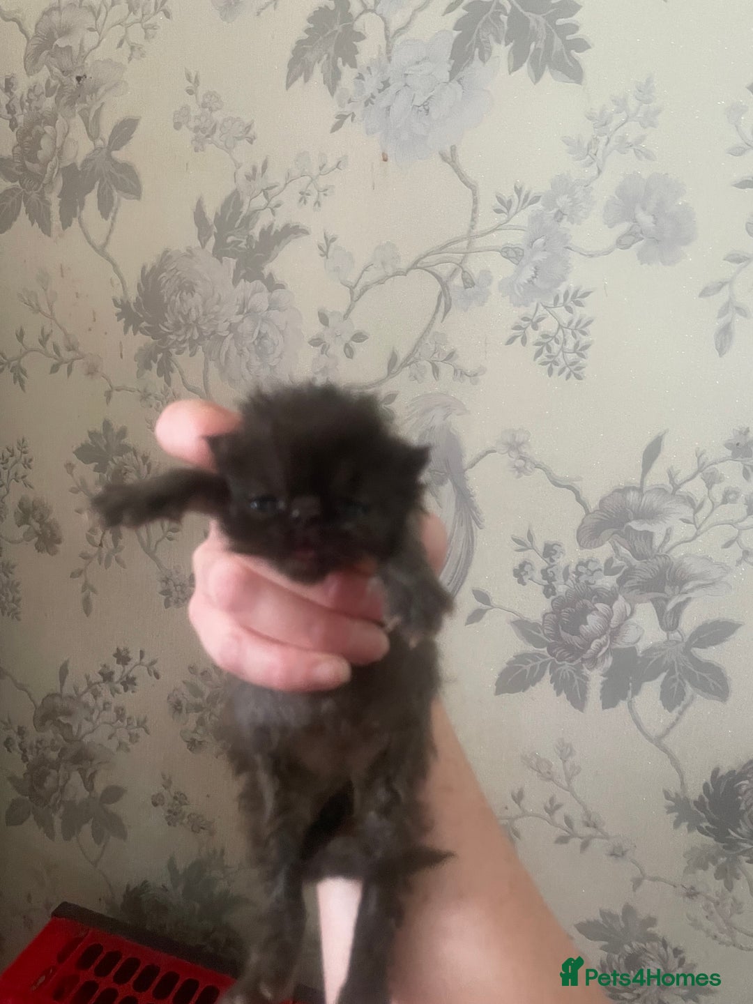 Persian cats for sale: Gorgeous Black Persian Kittens – GCCF Registered  - Image 8