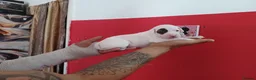 Staffordshire Bull Terrier dogs for sale: Adorable puppy for Staffordshire Bull Terrier - Advert 14