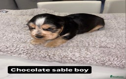 Cocker Spaniel dogs for sale: Kc show cocker spaniels with 5 week free insurance - Advert 5