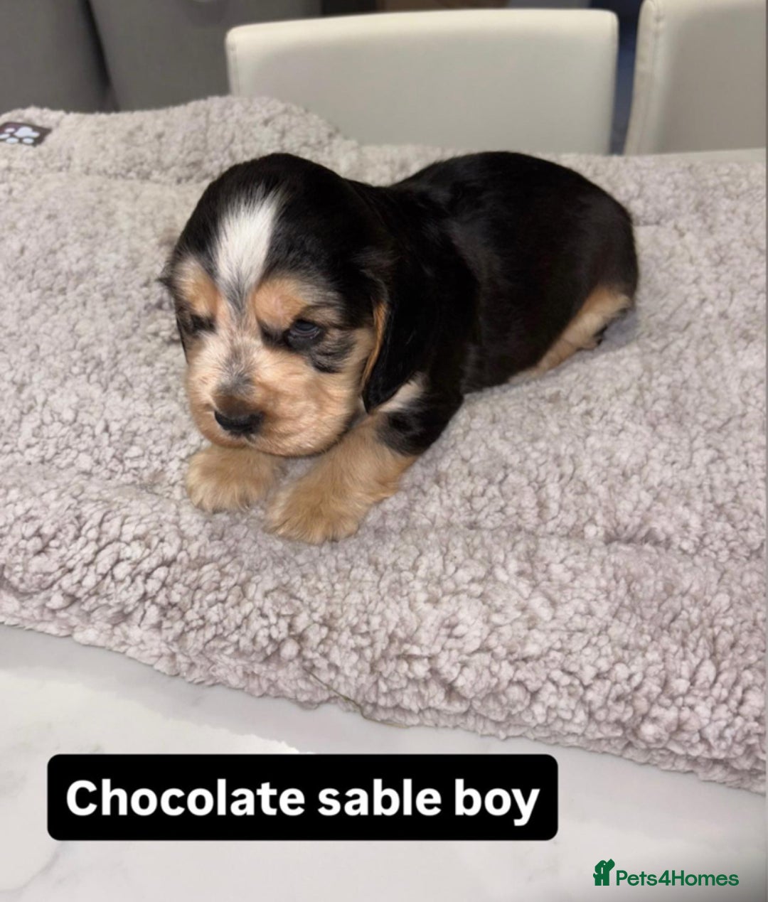 Cocker Spaniel dogs for sale: Kc show cocker spaniels with 5 week free insurance - Advert 5