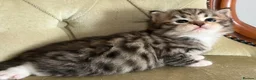 Siberian cats for sale: Classic Siberian GCCF Paris - Advert 10