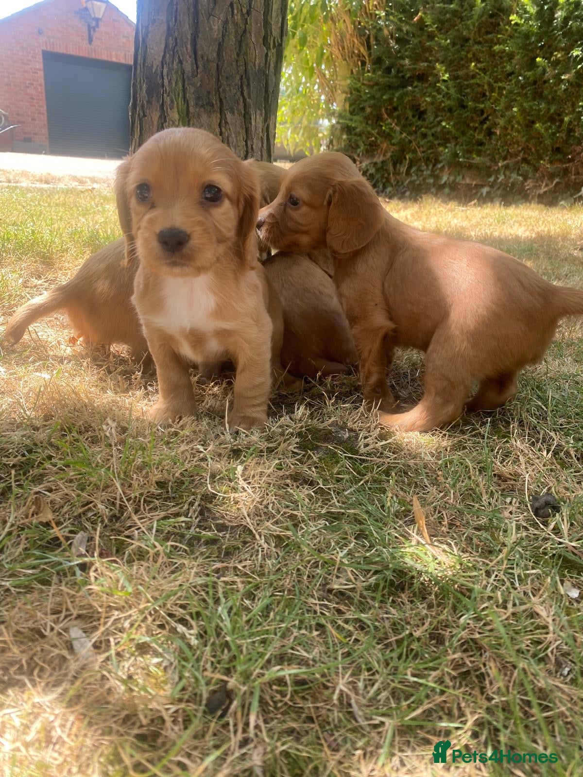 Cocker Spaniel dogs Stunning Red cocker spaniels  - Advert 1