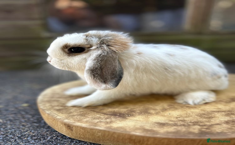 Mini Lop rabbits for sale in Norwich - Advert 1