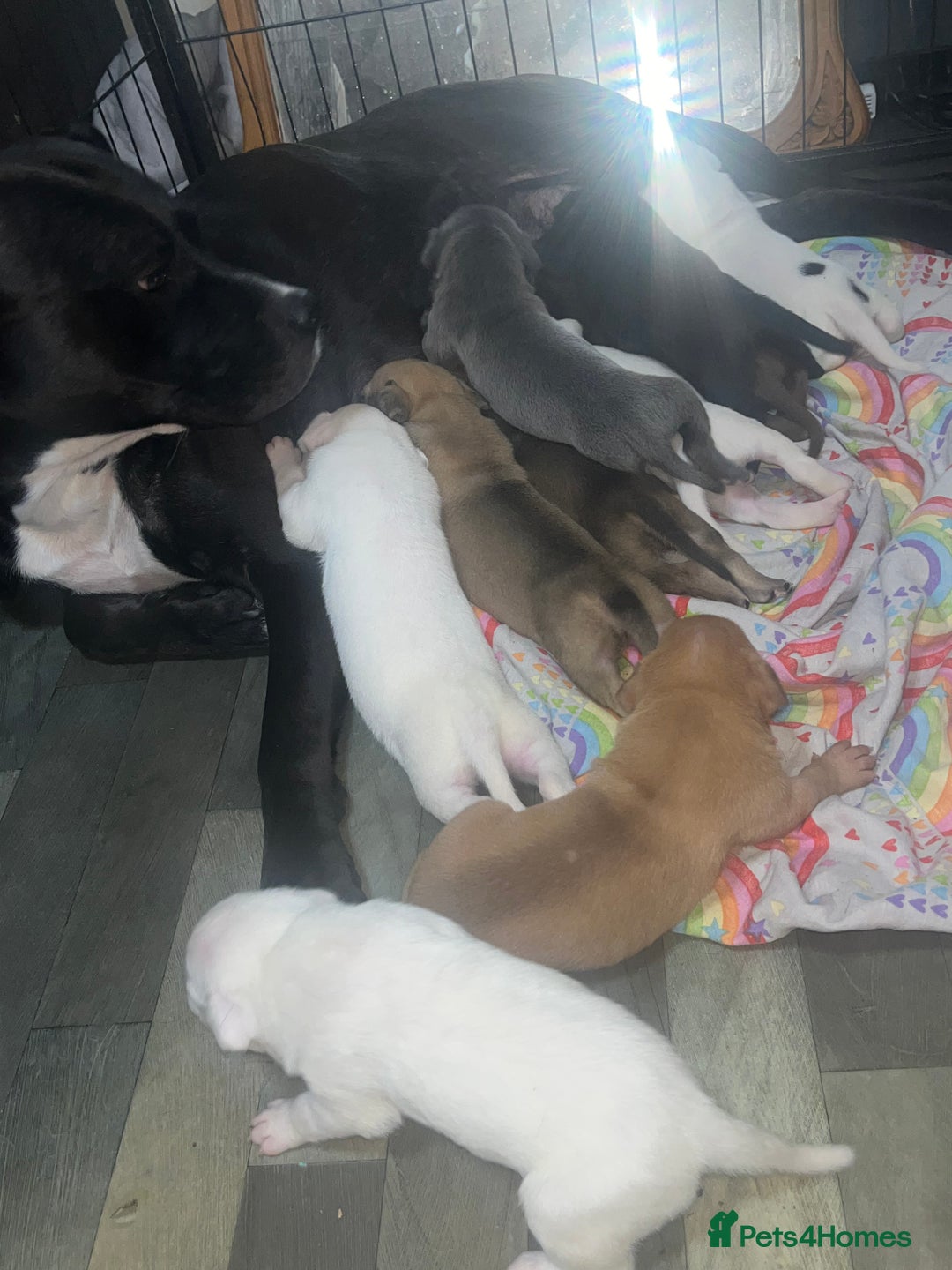 American Bull Staffy dogs for sale: Beautiful American bulldog x staff puppies   - Image 3