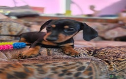 Miniature Dachshund dogs for sale: Quality mini dachshund dna clear - Advert 10