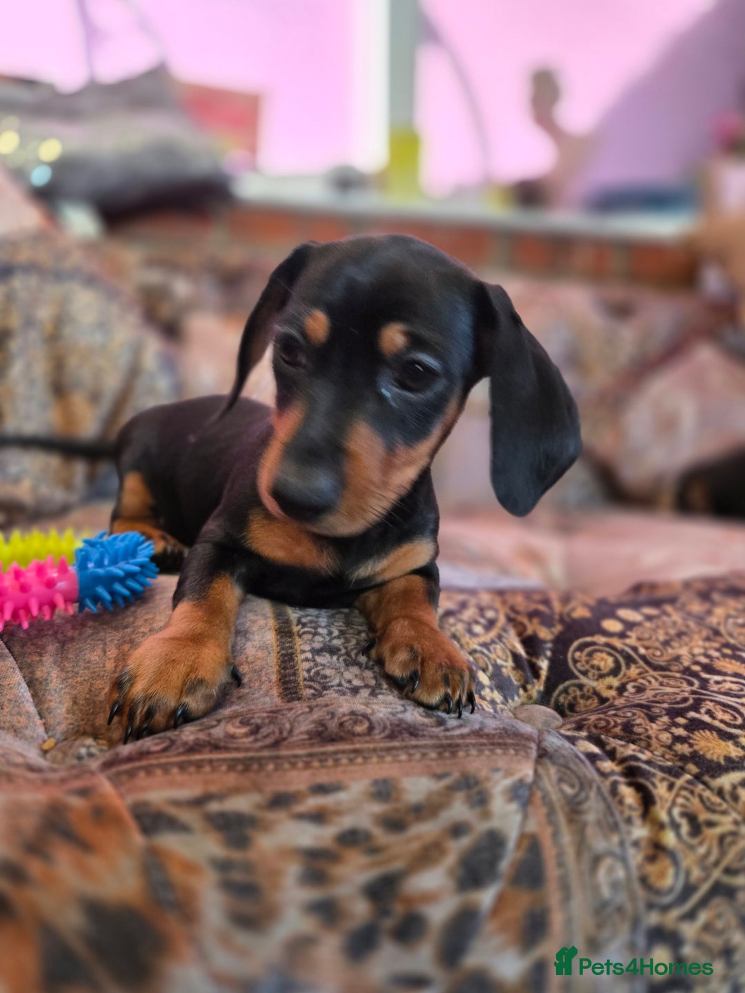 Miniature Dachshund dogs for sale: Quality mini dachshund dna clear - Advert 10