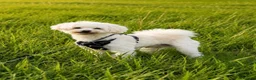 Maltese dogs for sale: Maltese - Advert 1