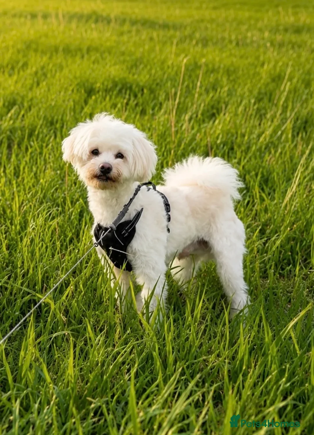 Maltese dogs for sale: Maltese - Advert 1