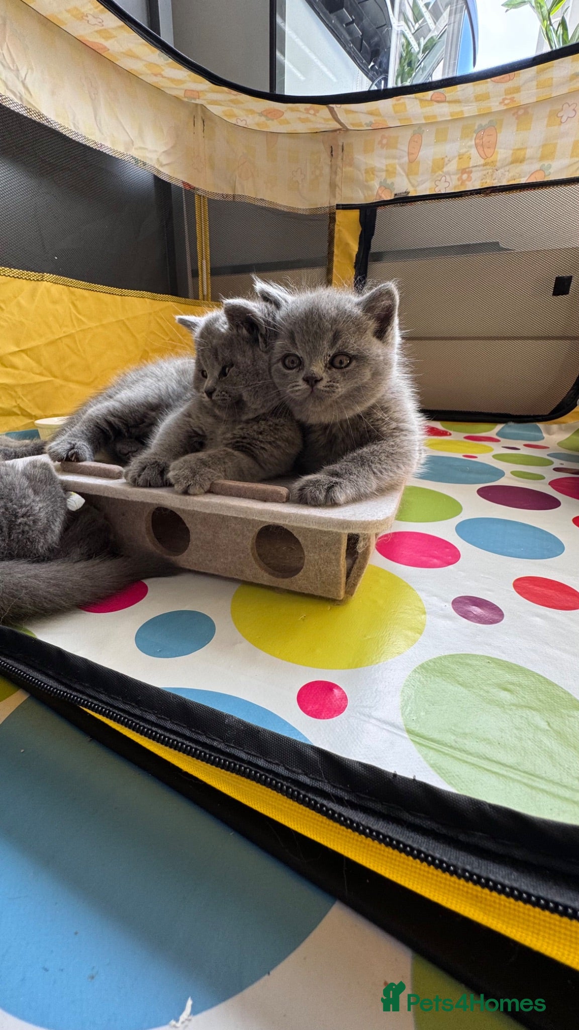 British Shorthair cats Beautiful British Shorthair Kittens - Advert 2