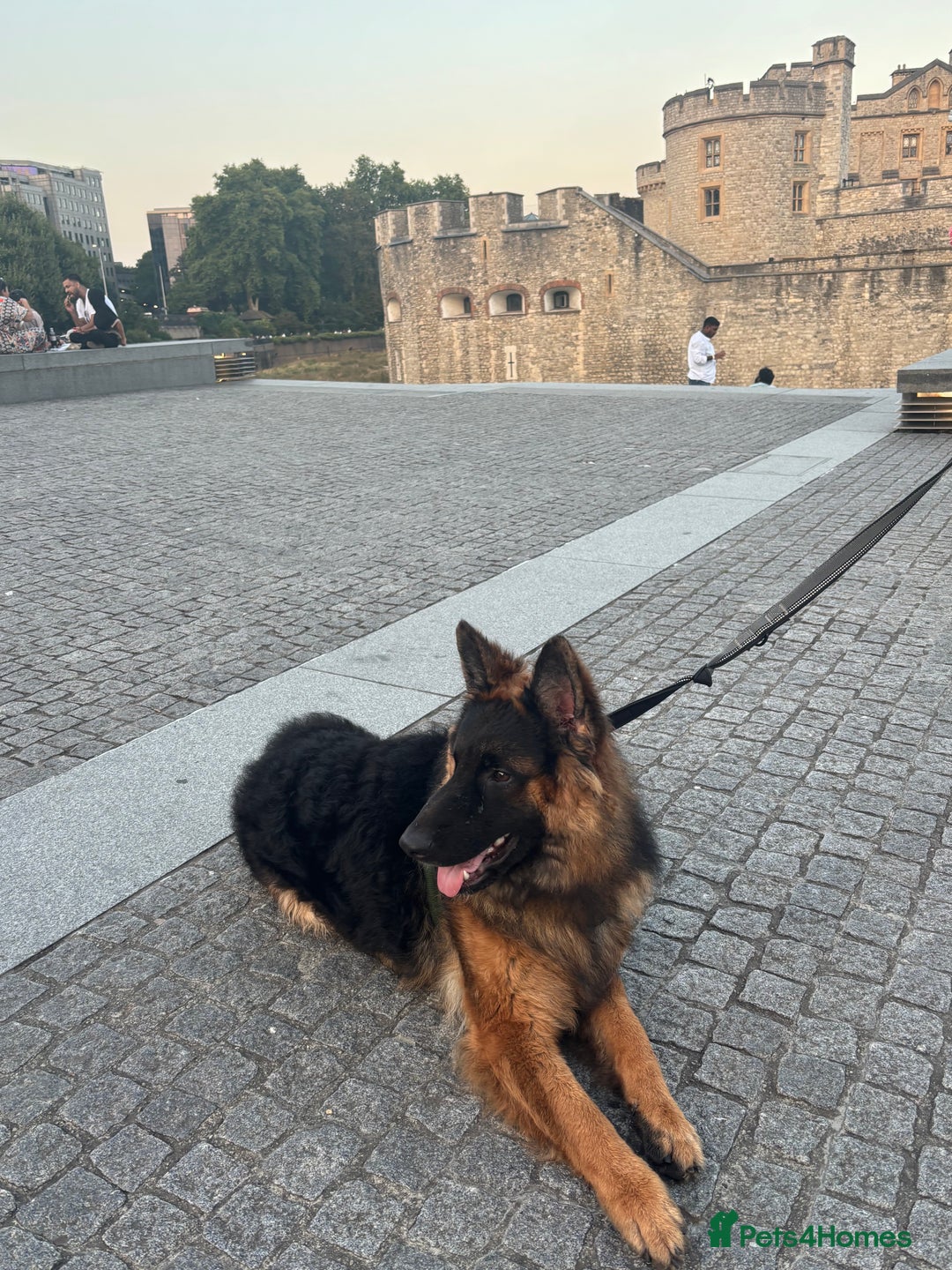 German Shepherd dogs for sale: Rehoming 1 Year Old Male German Shepherd - Advert 13