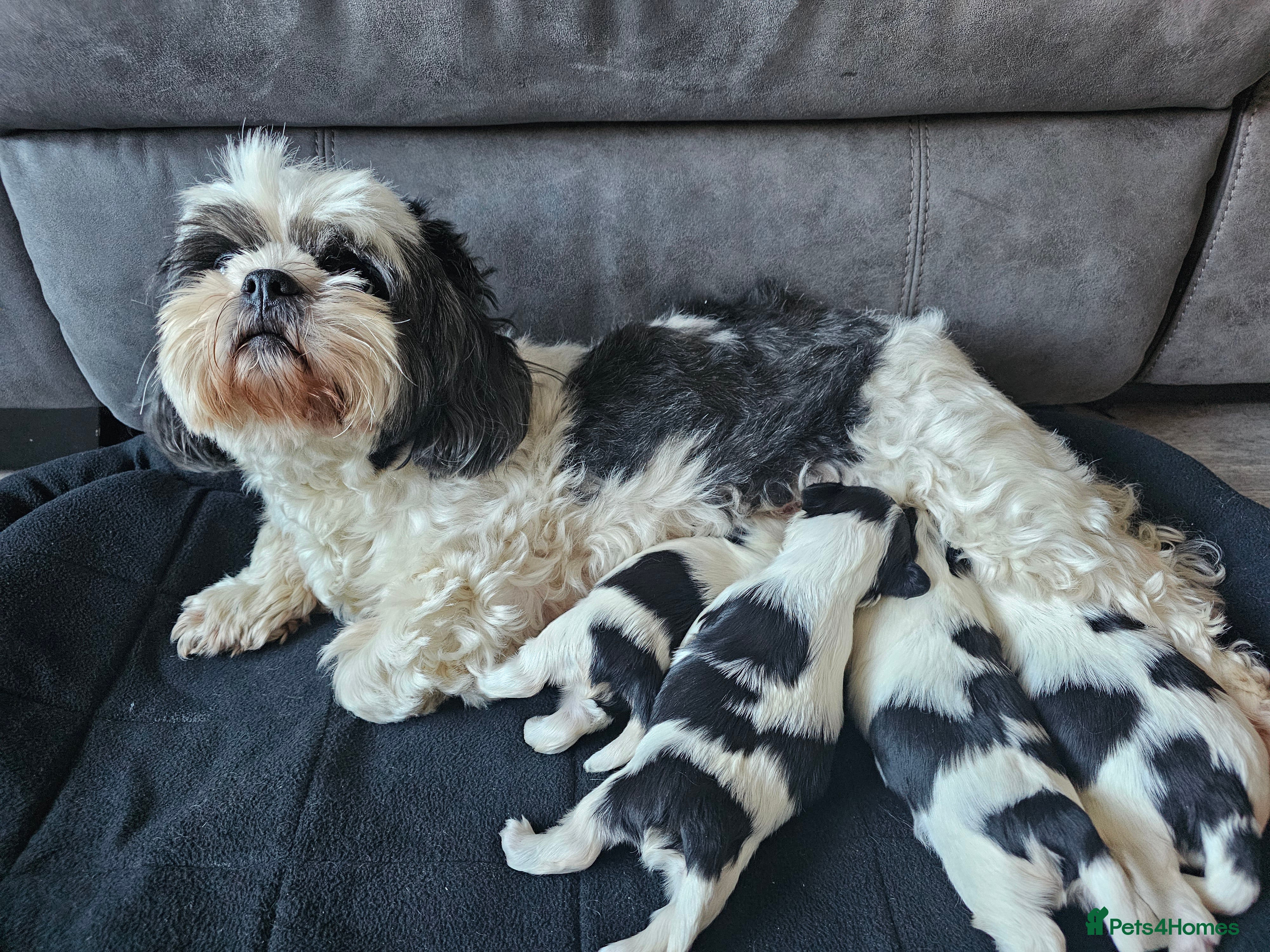 Lhasa Apso dogs Lhasa apso puppies fully KC REGISTERED  - Advert 2
