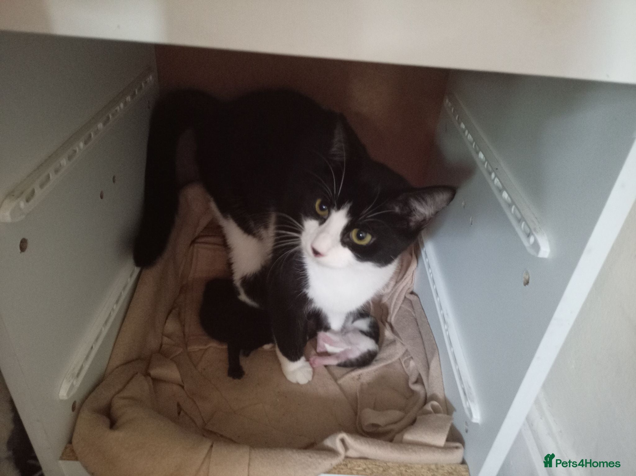 Mixed Breed cats Kittens for sale  - Advert 6