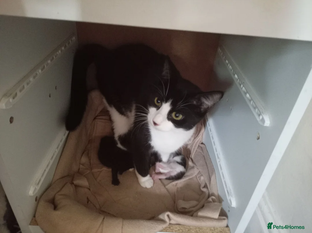 Mixed Breed cats for sale: Kittens for sale  in Birmingham - Advert 1