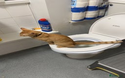 Domestic Shorthair cats for sale: Beautiful ginger playful boy in Slough - Image 6