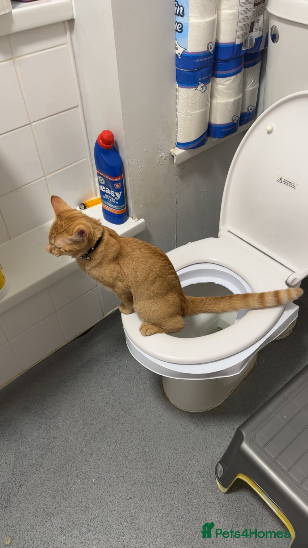 Domestic Shorthair cats for sale: Beautiful ginger playful boy in Slough - Image 6