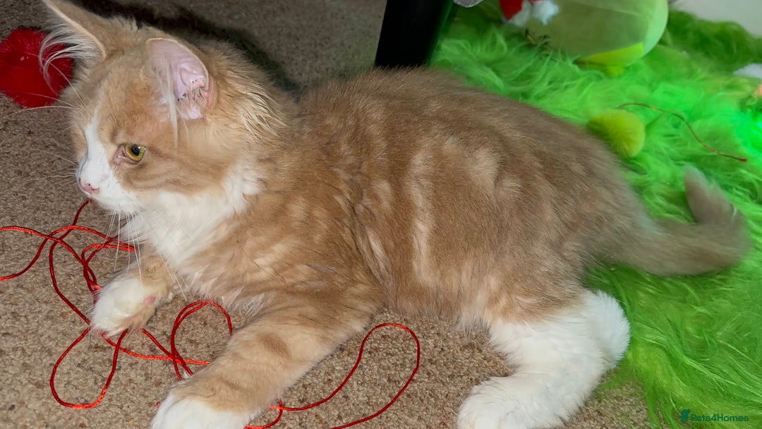 Maine Coon cats for sale: Xl mainecoon kittens dad is Xl very big boy  - Advert 30