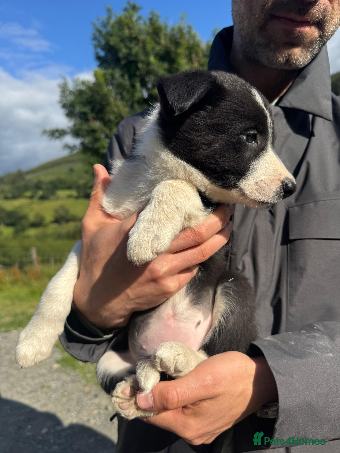 Border Collie dogs for sale: Mid Wales border collie pups  - Image 17