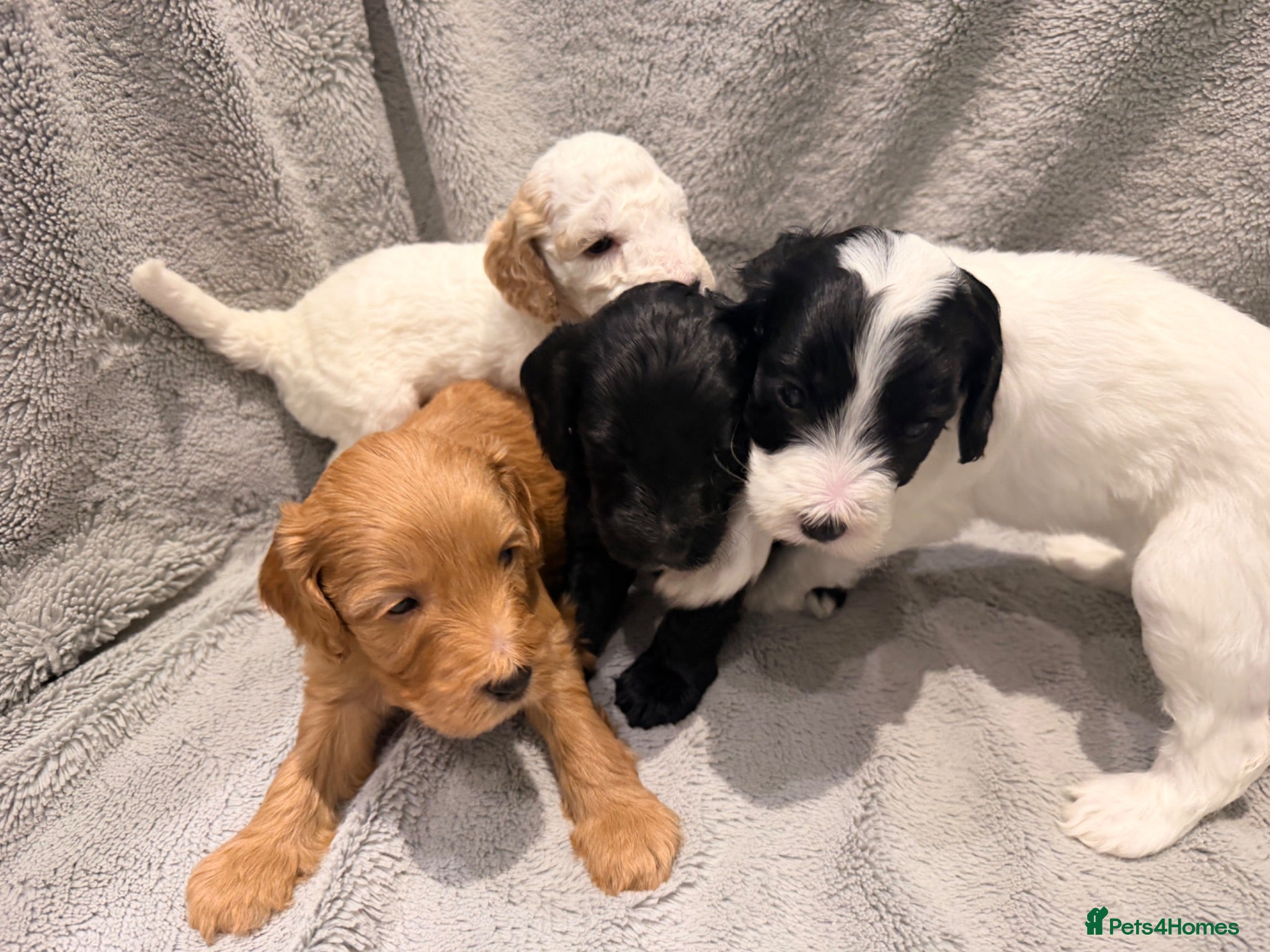 Australian Labradoodle dogs 8 Gorgeous Australian labradoodle puppies - Advert 1