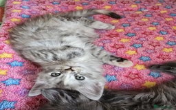 Maine Coon cats for sale: TICA Registered Maine Coon Kittens - Image 4