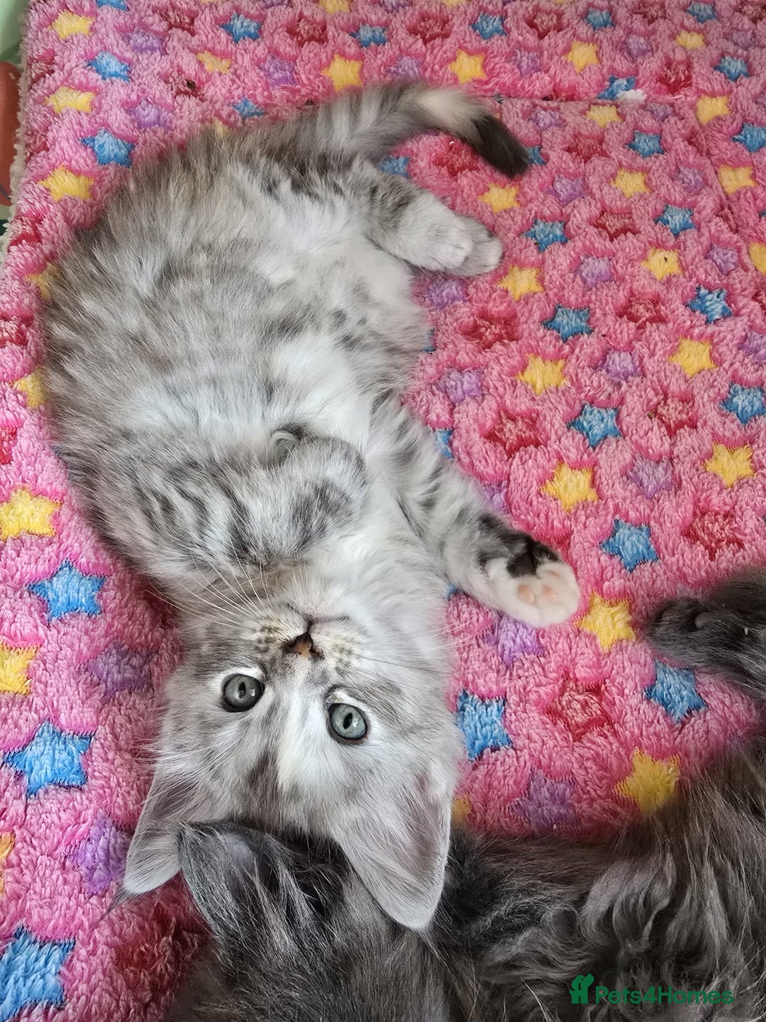 Maine Coon cats for sale: TICA Registered Maine Coon Kittens - Image 4