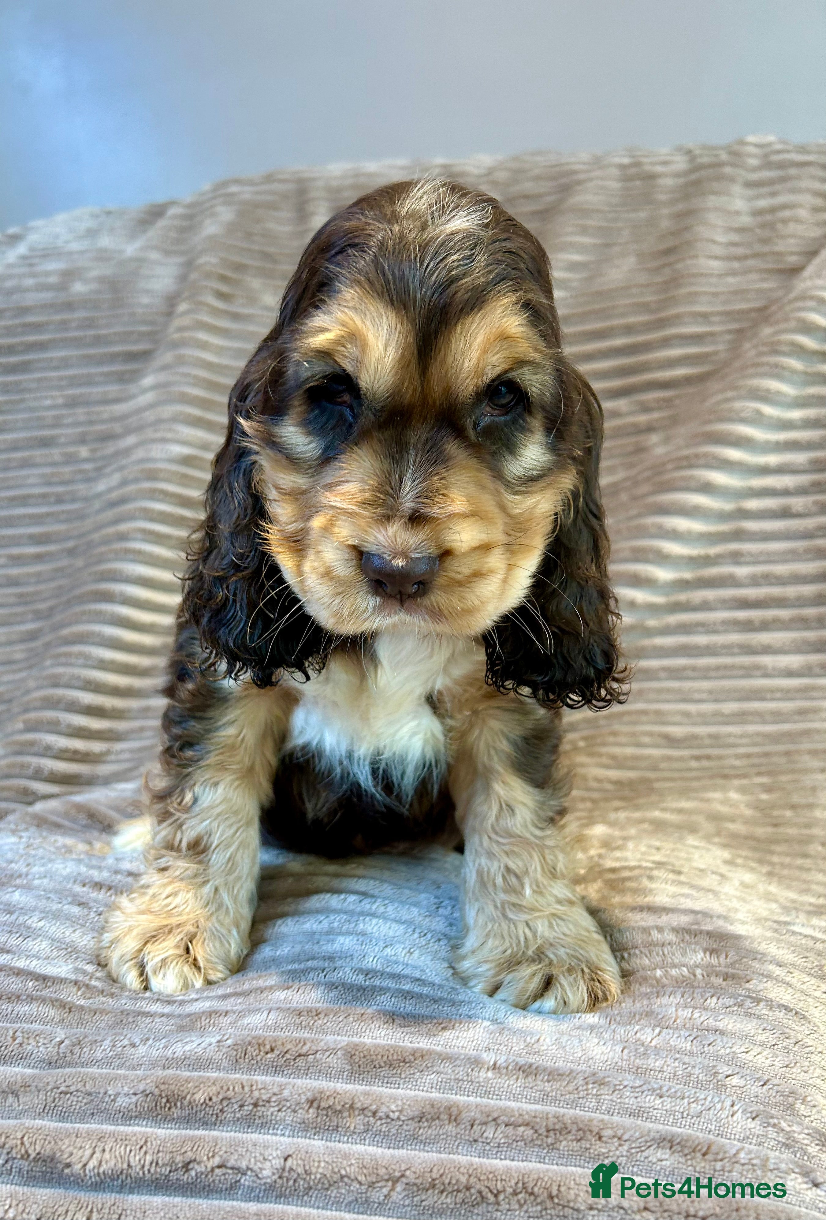 Cocker Spaniel dogs Kc reg show cocker boys extensively dna clear  - Advert 6