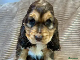 Cocker Spaniel dogs Kc reg show cocker boys extensively dna clear - Advert 8